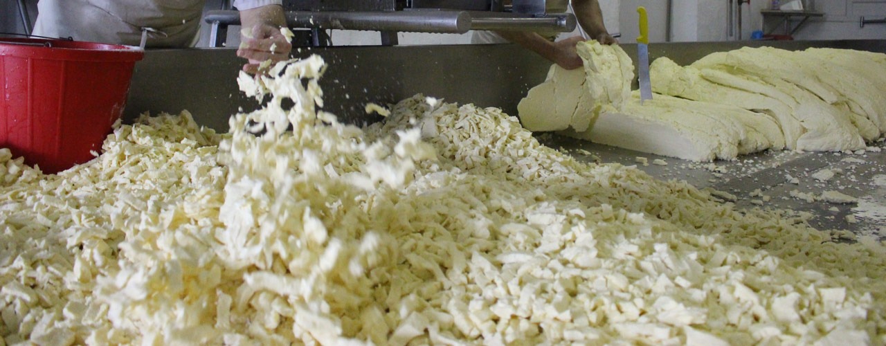 grinding the cheese curd before pressing